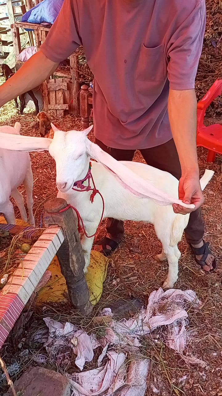 Bakri 3