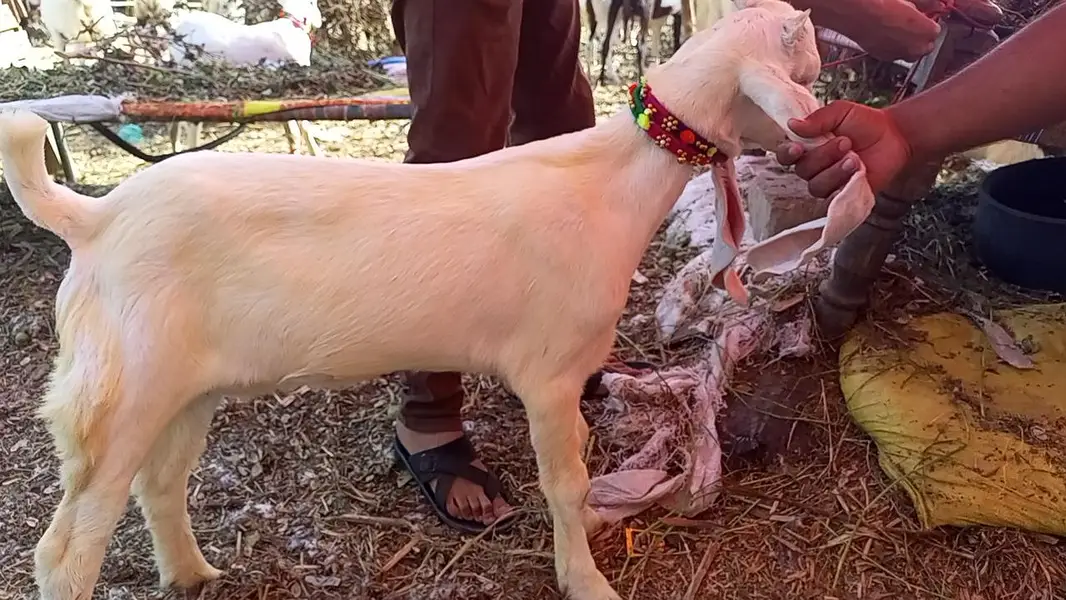 Bakri — photo 5