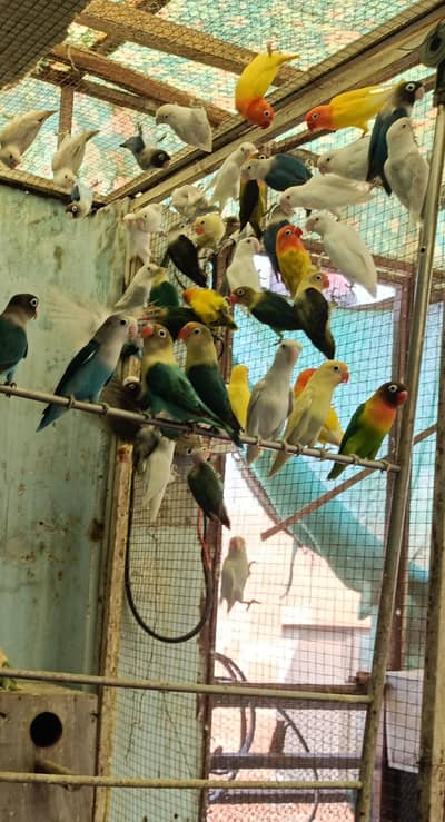 Lovebird Colony + wooden breeding boxes