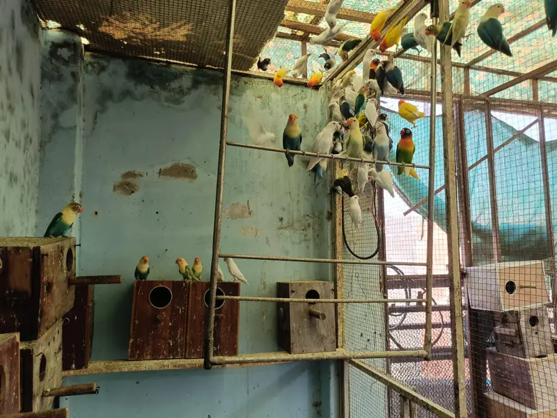 Lovebird Colony + wooden breeding boxes — photo 2