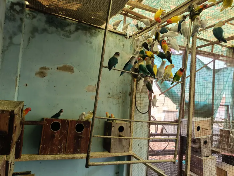 Lovebird Colony + wooden breeding boxes — photo 4