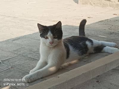 Beautiful black and white kitten available for sale.
