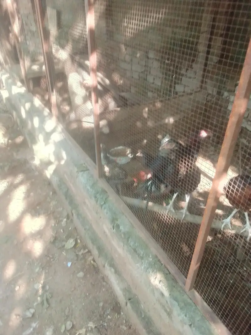 junaid — photo 2