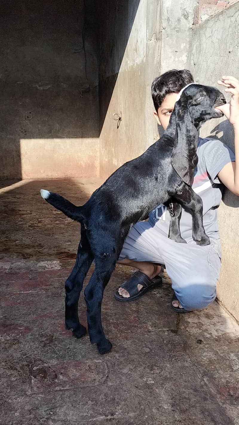 bakri 0