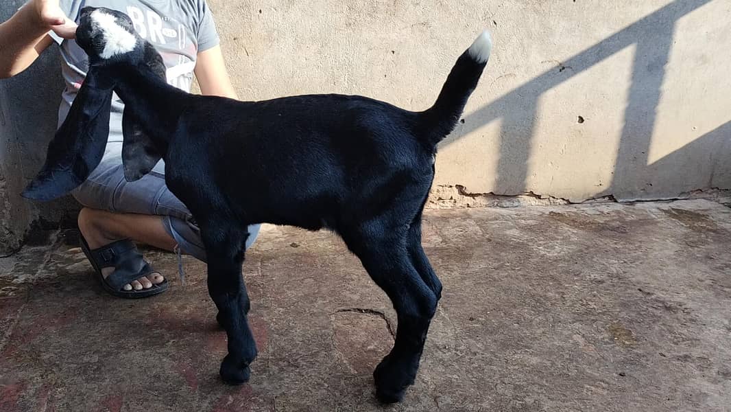 bakri 1