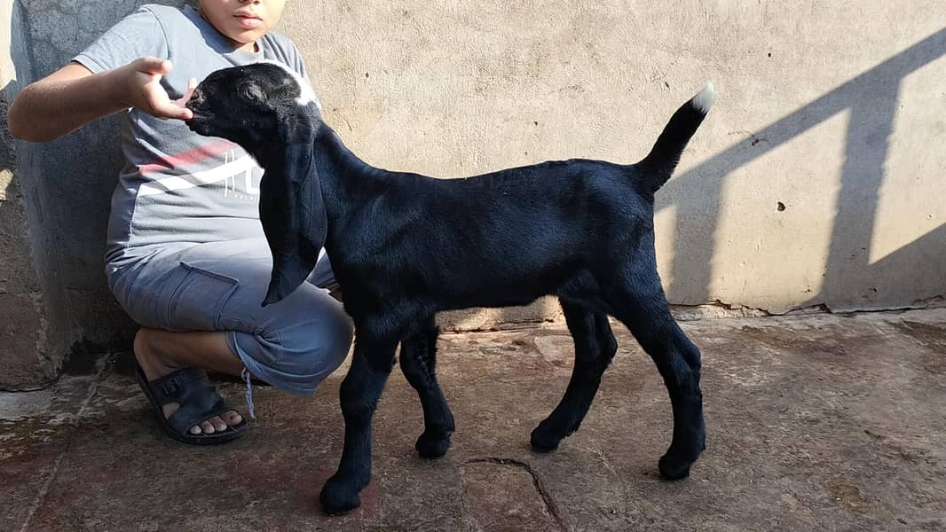 bakri 2