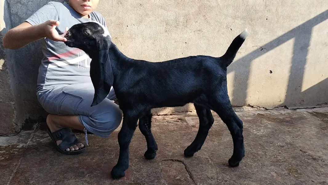 bakri — photo 3