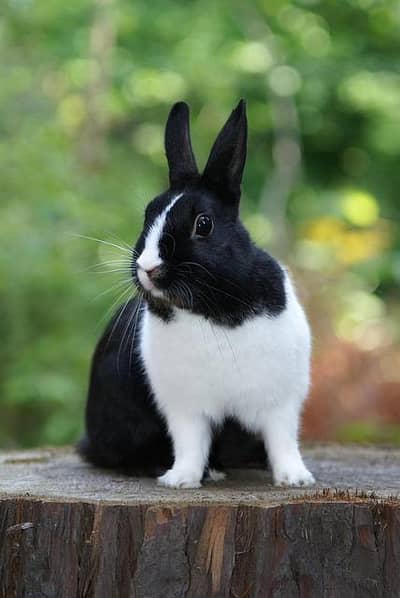 Rabbit Breeder Pair