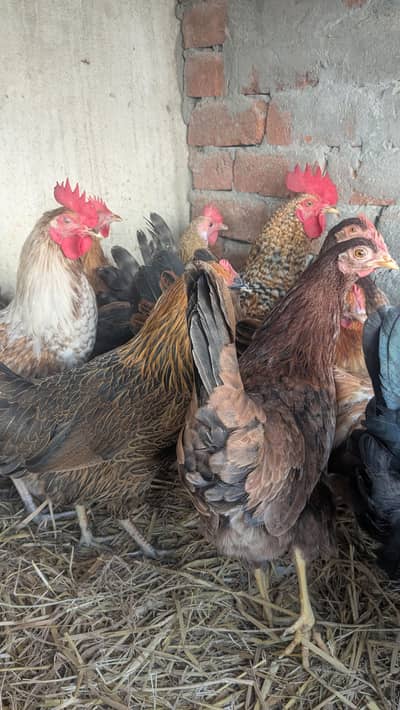 Desi hens eggs da re healthy and active ha 03266214656
