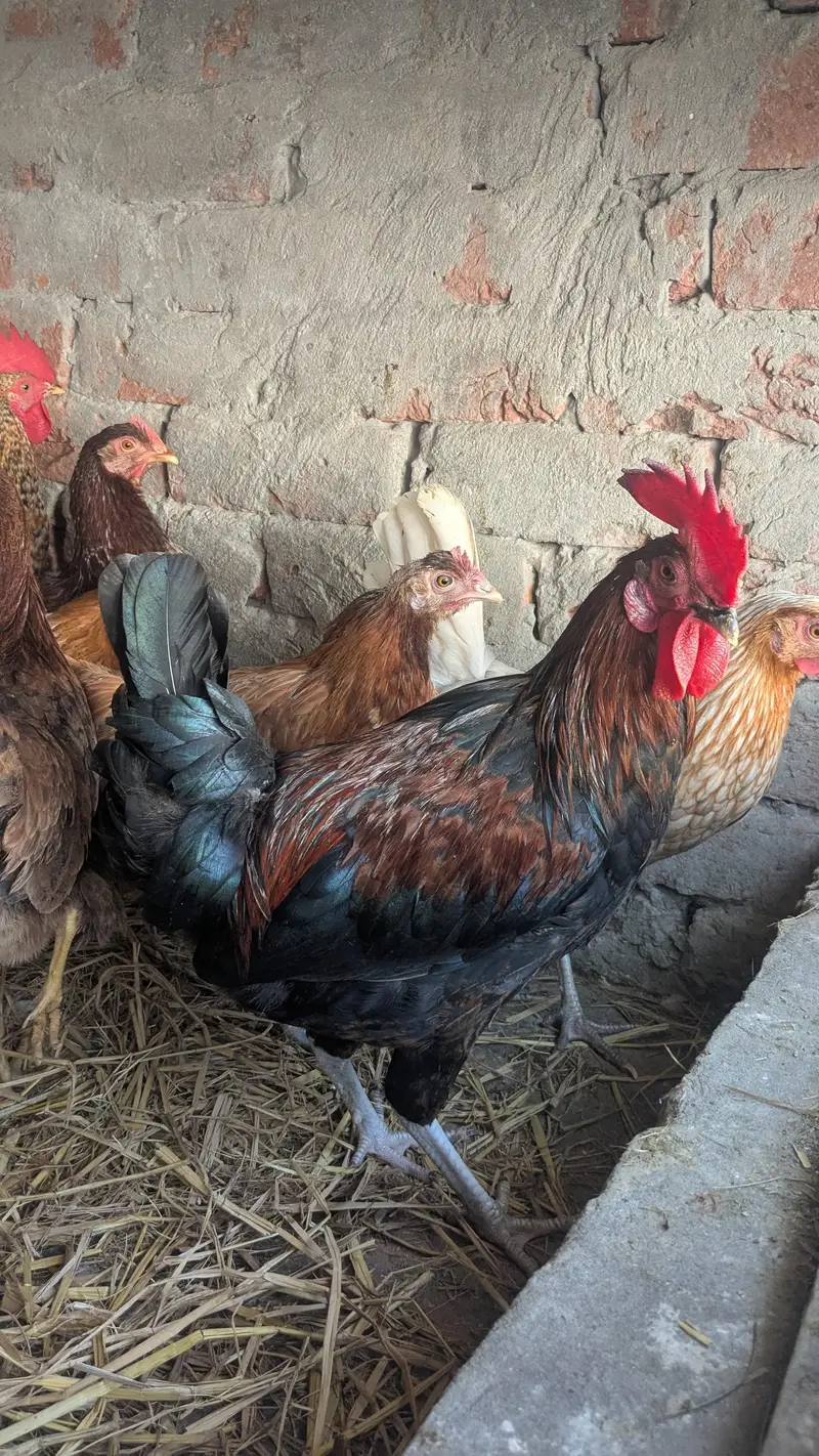 Desi hens eggs da re healthy and active ha 03266214656 — photo 2
