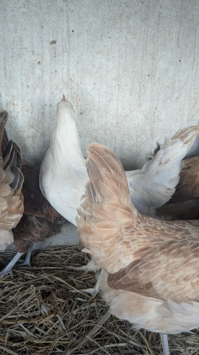Desi hens eggs da re healthy and active ha 03266214656 — photo 3