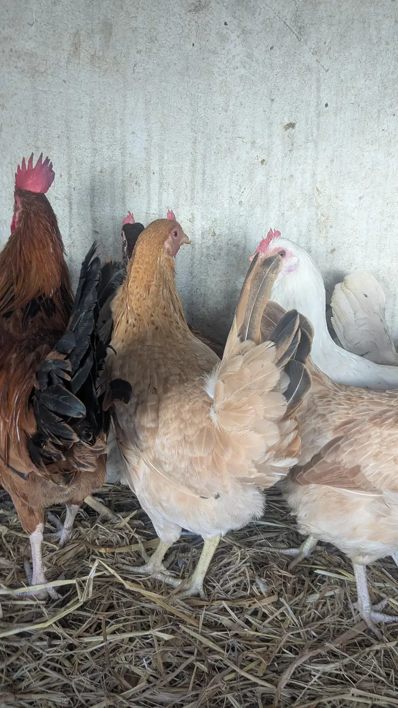 Desi hens eggs da re healthy and active ha 03266214656 — photo 4