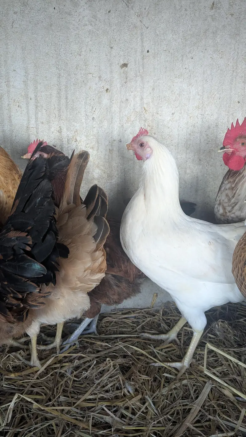 Desi hens eggs da re healthy and active ha 03266214656 — photo 5