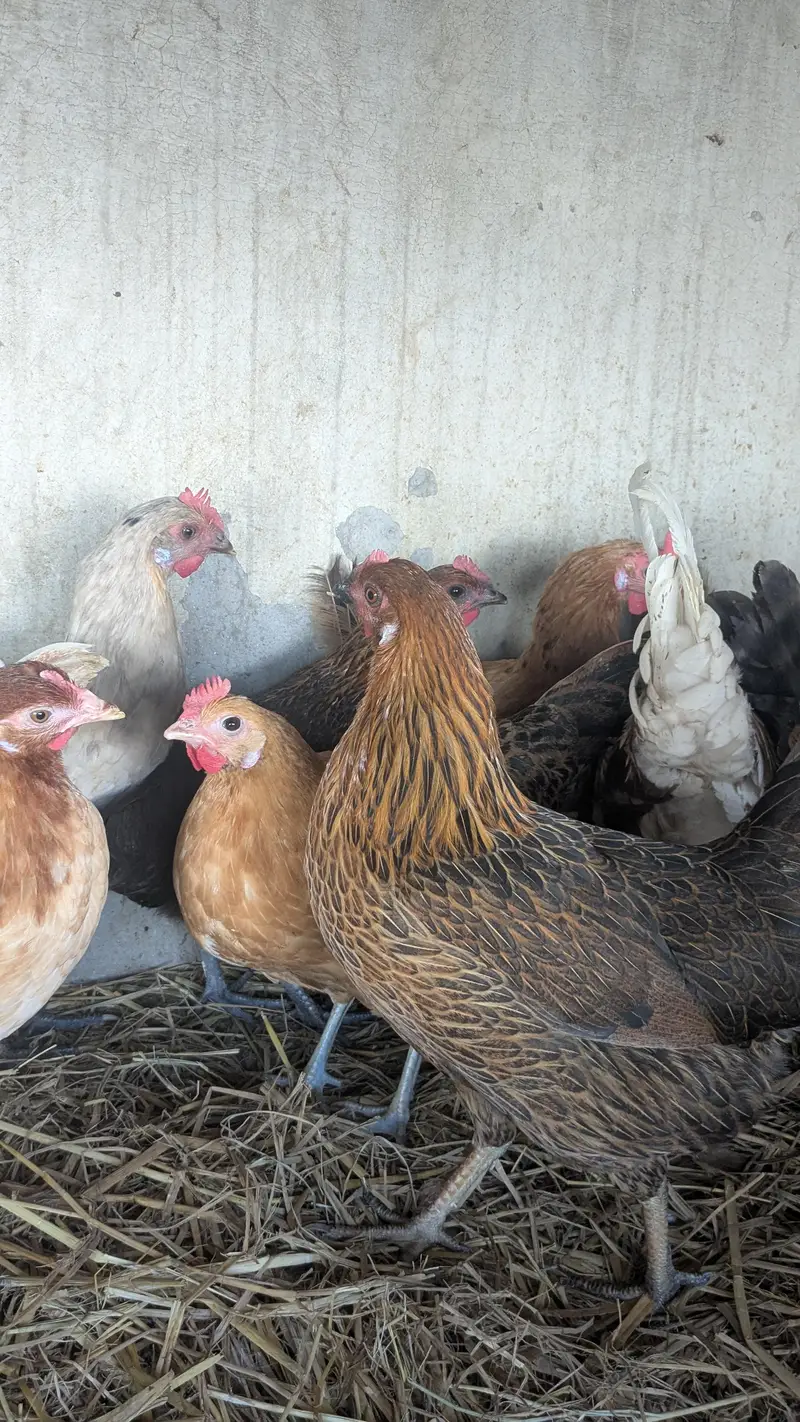 Desi hens eggs da re healthy and active ha 03266214656 — photo 6