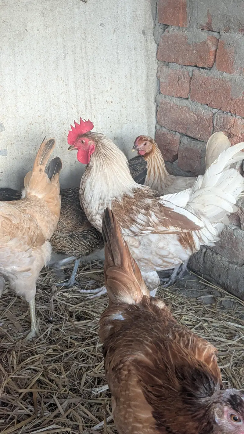 Desi hens eggs da re healthy and active ha 03266214656 — photo 7