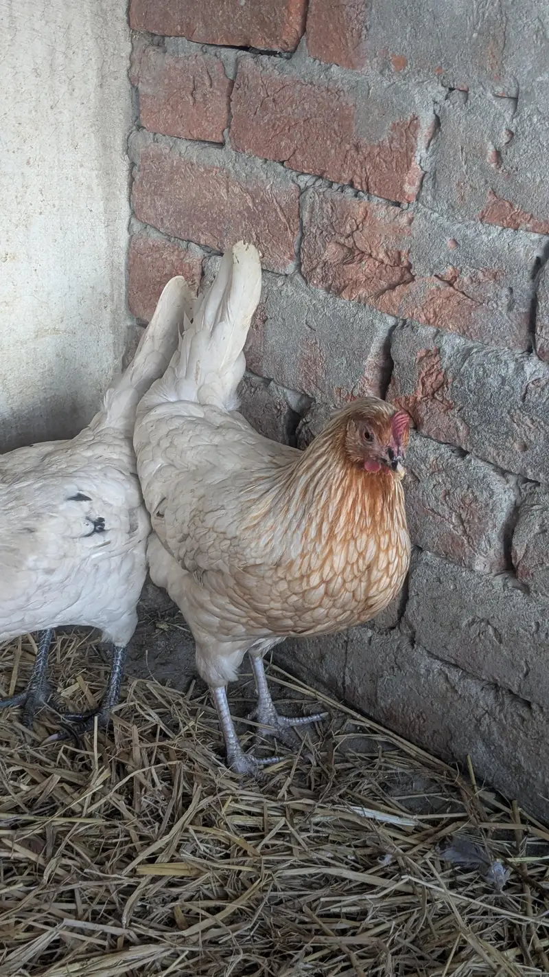 Desi hens eggs da re healthy and active ha 03266214656 — photo 8