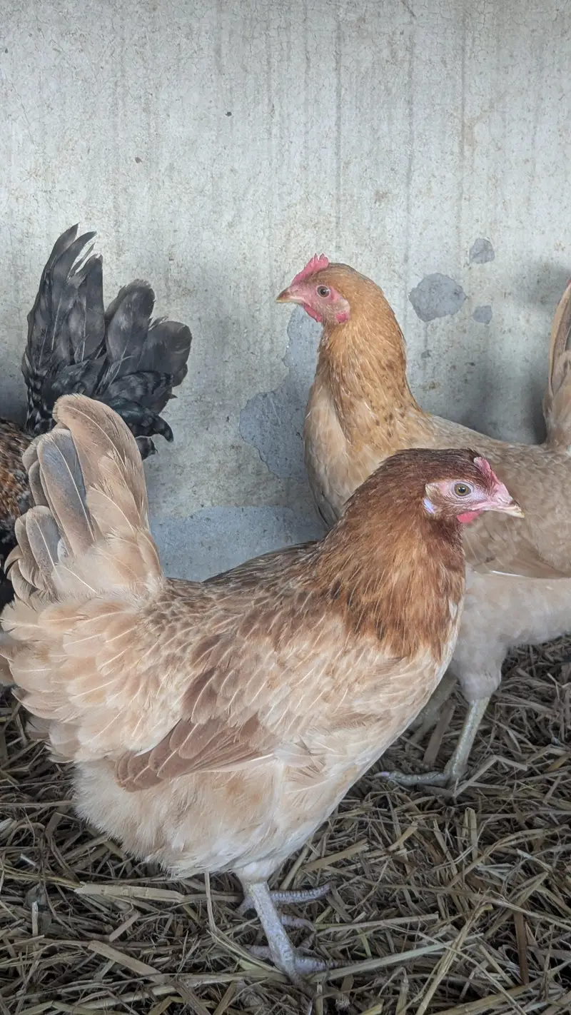 Desi hens eggs da re healthy and active ha 03266214656 — photo 9