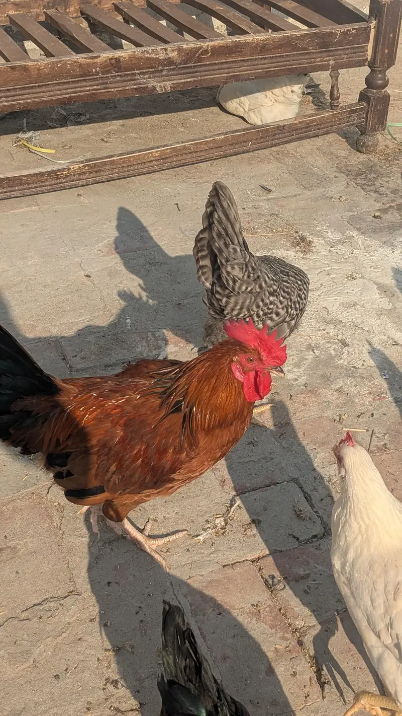 Desi hens eggs da re healthy and active ha 03266214656 — photo 10