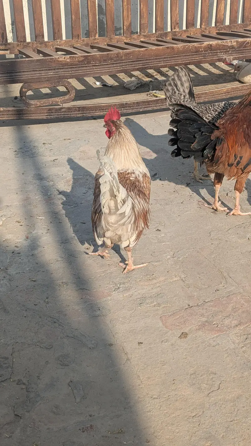 Desi hens eggs da re healthy and active ha 03266214656 — photo 11