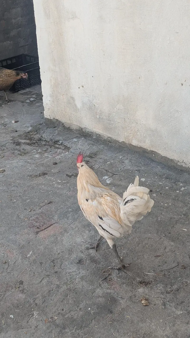 Desi hens eggs da re healthy and active ha 03266214656 — photo 12