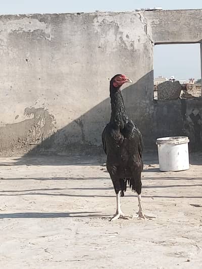 for sell