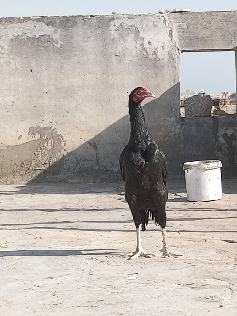 for sell 0