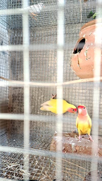 lotino red i breeder pair exchange pocible