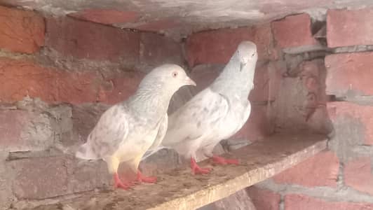 Saleta Pair guaranteed eggs & babies