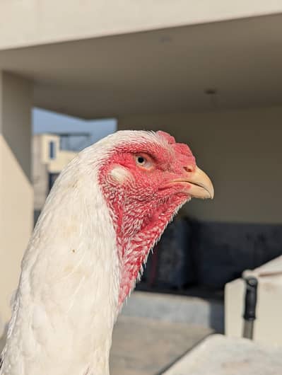 white shamo female