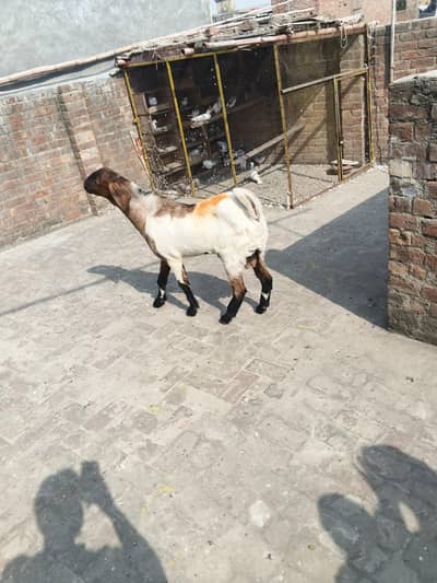 Bakra for sale