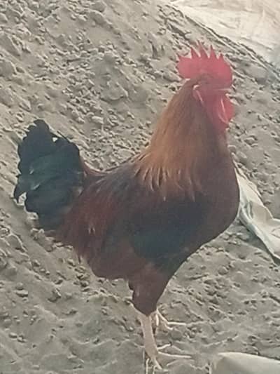 Pure Desi Murgha