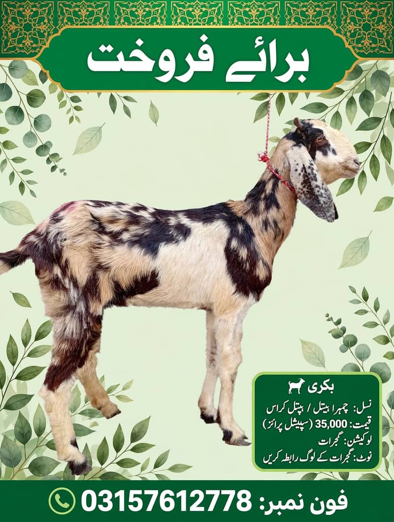 بیتل بکری 0