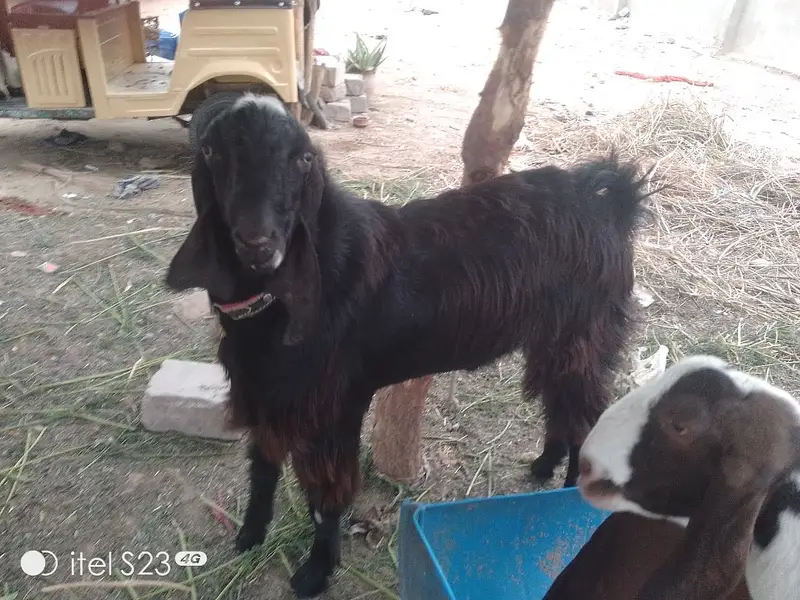 Perfect opportunity to invest and breed — photo 11