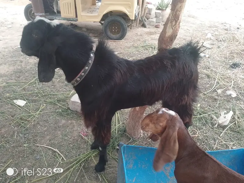 Perfect opportunity to invest and breed — photo 12