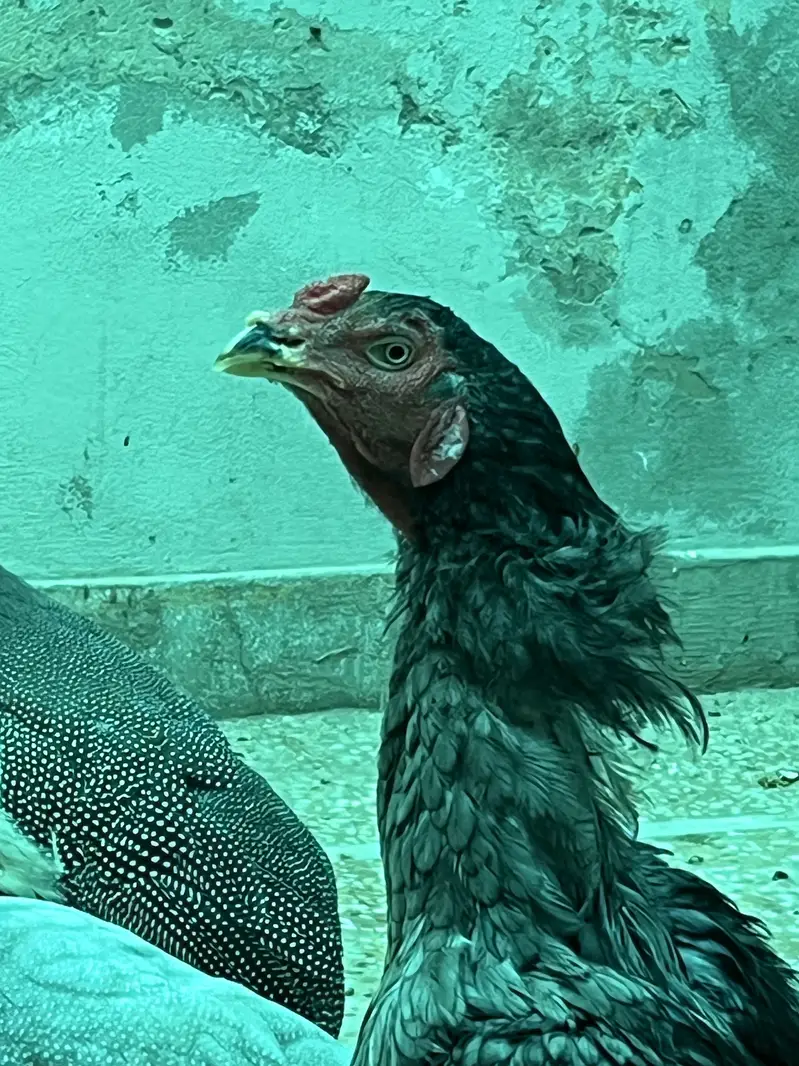 Aseel Murga and Murga — photo 12