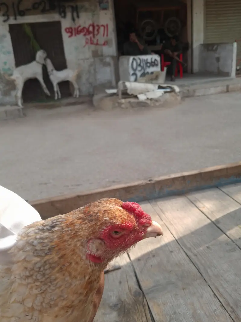 aseel Madi — photo 3