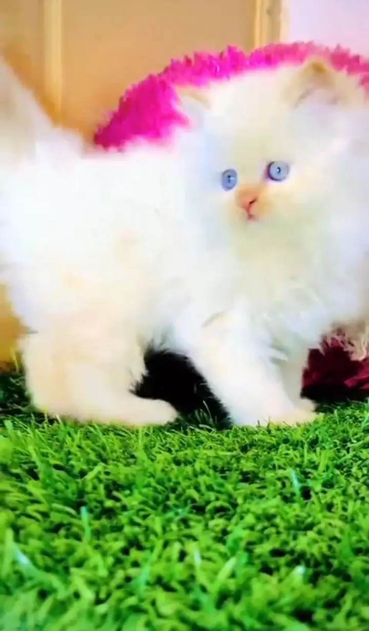 pure Persian triple Court healthy active male and female for sale — photo 3