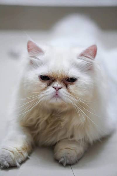 Top Quality Healthy and Active Persian Cats Available