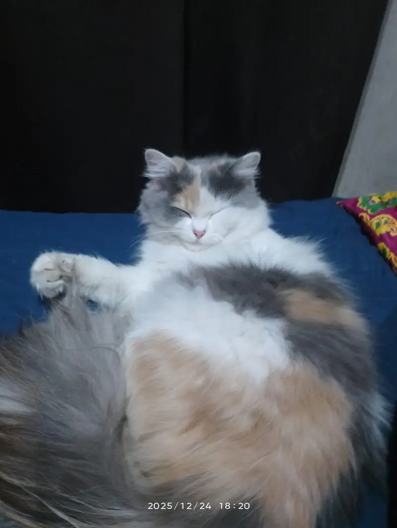 Top Quality Healthy and Active Persian Cats Available — photo 3