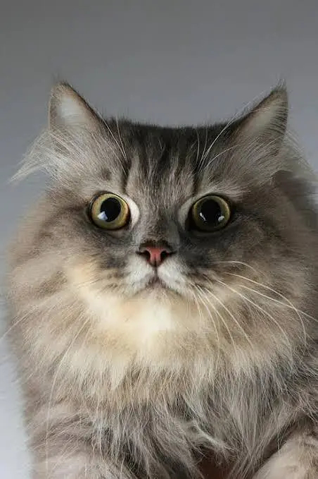 Top Quality Healthy and Active Persian Cats Available — photo 4