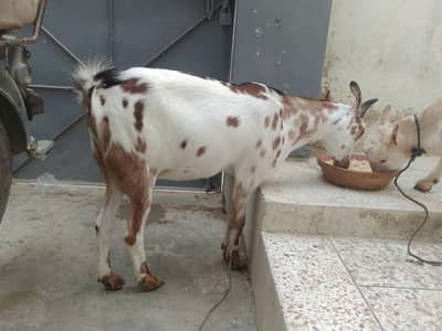 Teddy Bakri with female kid for sale