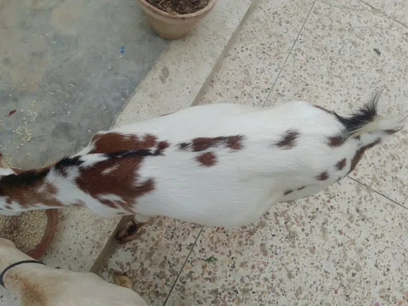 Teddy Bakri with female kid for sale — photo 2