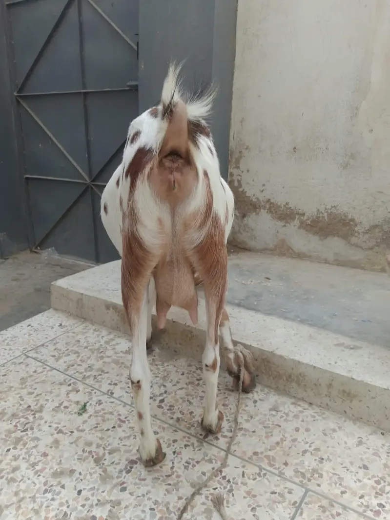 Teddy Bakri with female kid for sale — photo 3