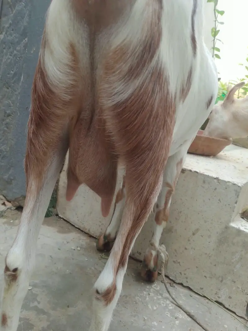 Teddy Bakri with female kid for sale — photo 4