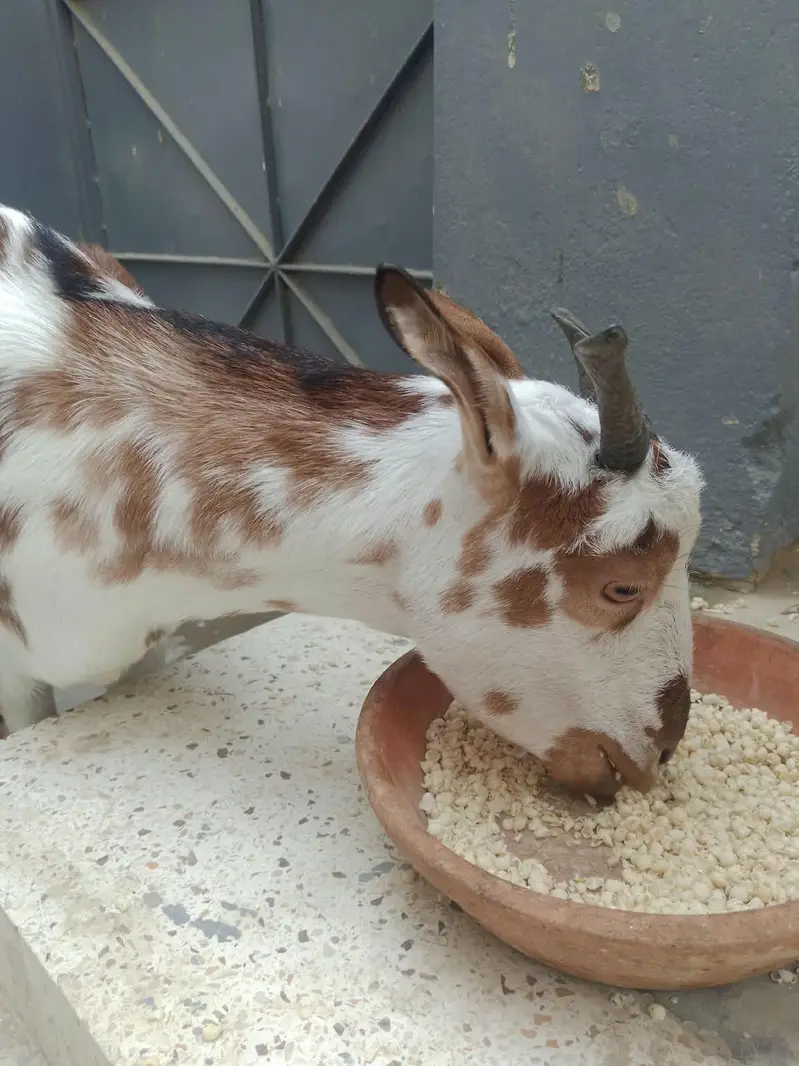 Teddy Bakri with female kid for sale — photo 5