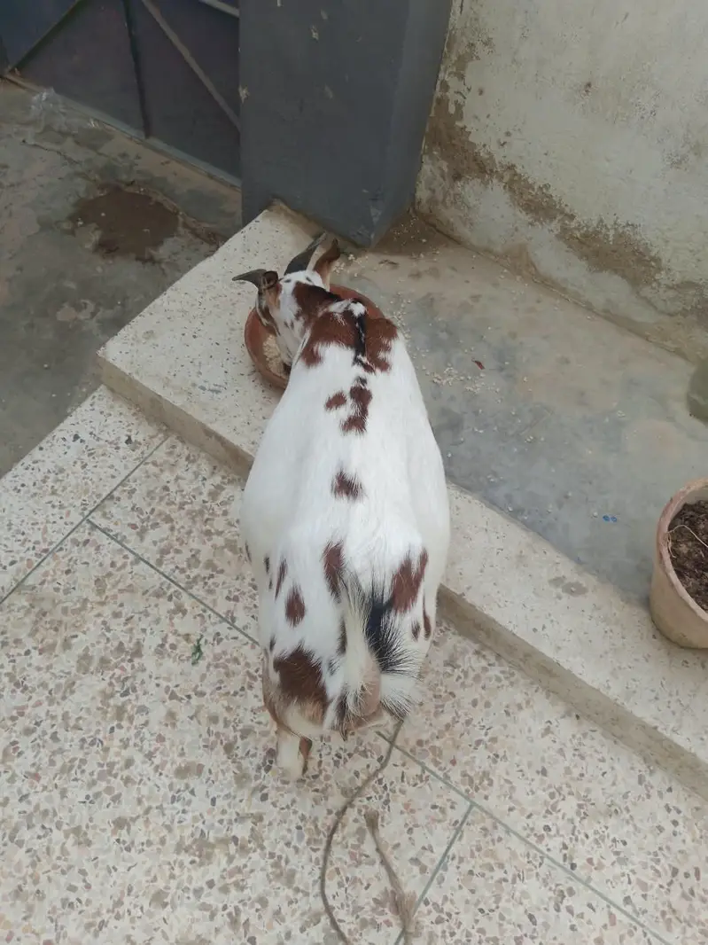 Teddy Bakri with female kid for sale — photo 6