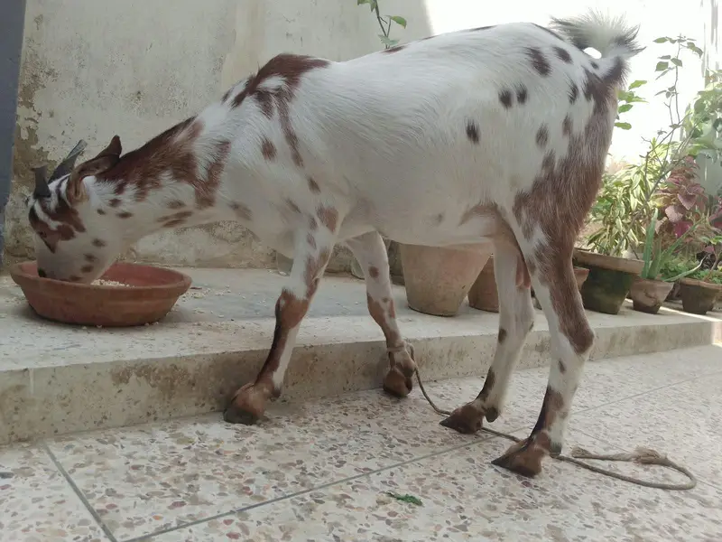 Teddy Bakri with female kid for sale — photo 7