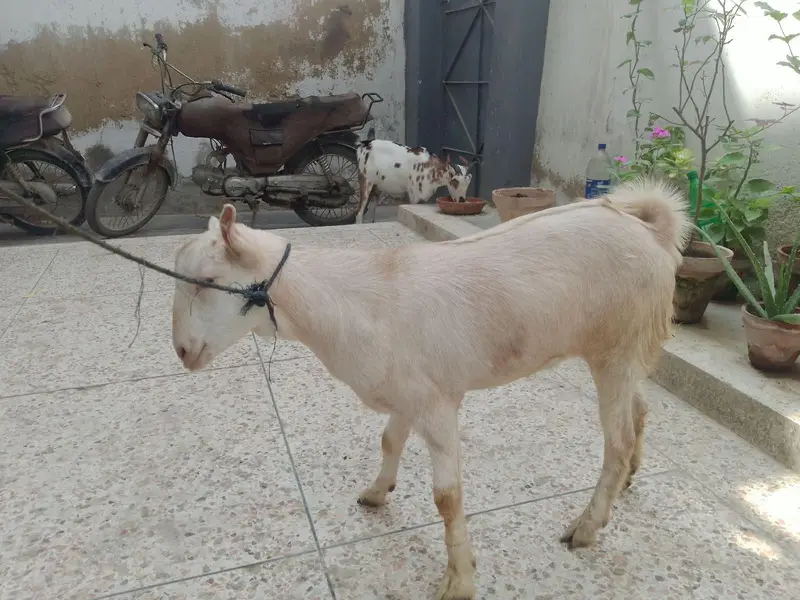 Teddy Bakri with female kid for sale — photo 8