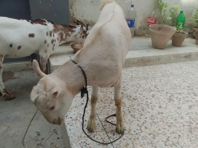 Teddy Bakri with female kid for sale — photo 9