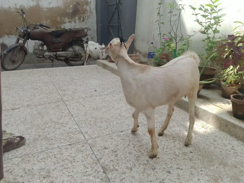 Teddy Bakri with female kid for sale — photo 10